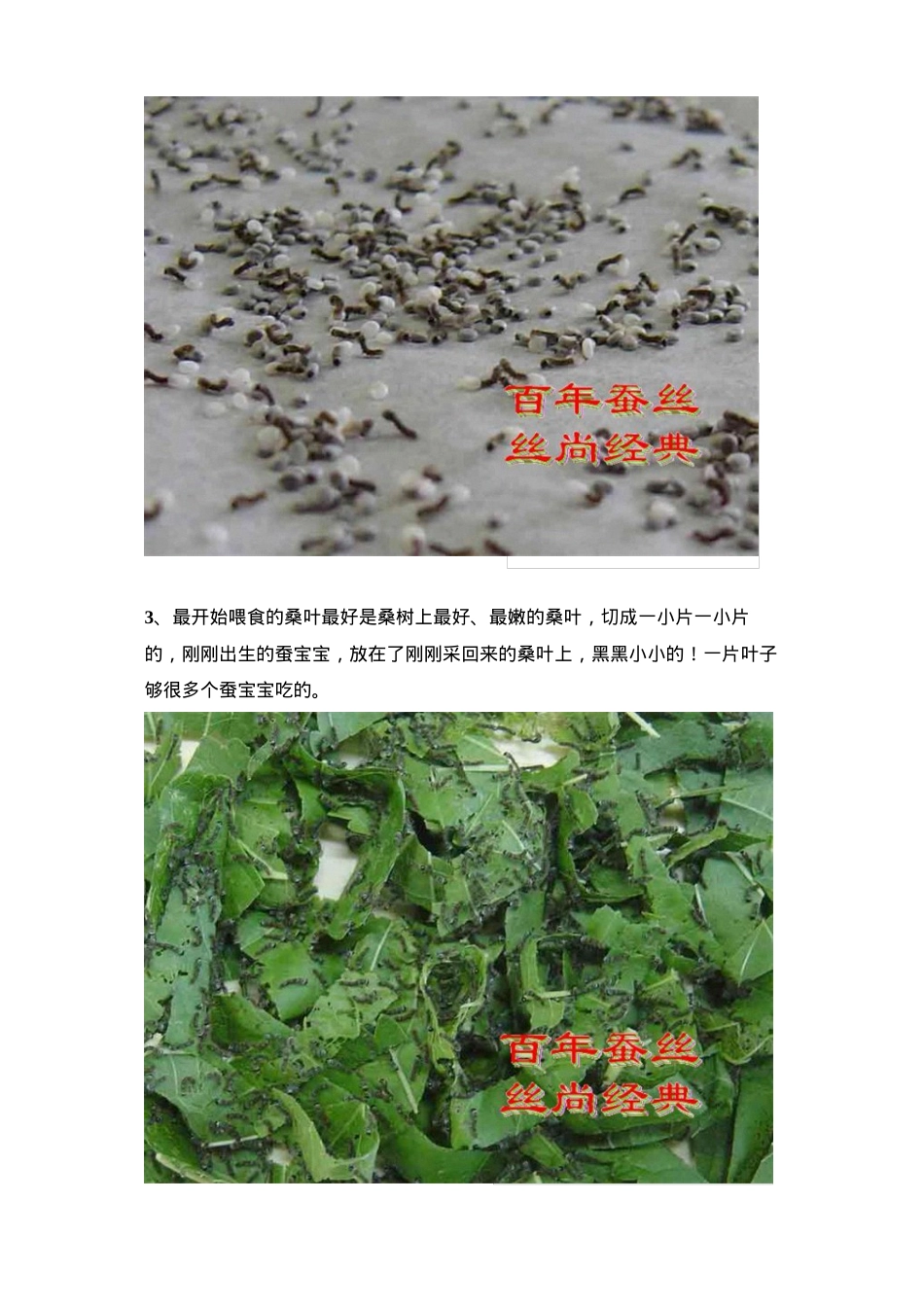 蚕宝宝生长全过程.docx_第2页