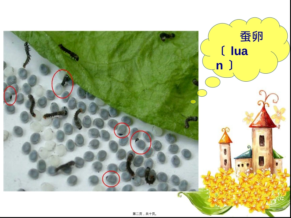 蚕的生长过程(儿童版).ppt_第2页