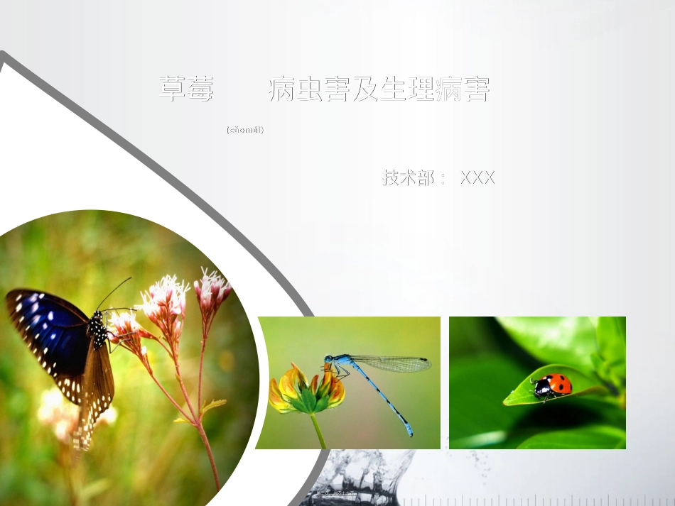 草莓病虫害及生理病害模板.ppt_第1页