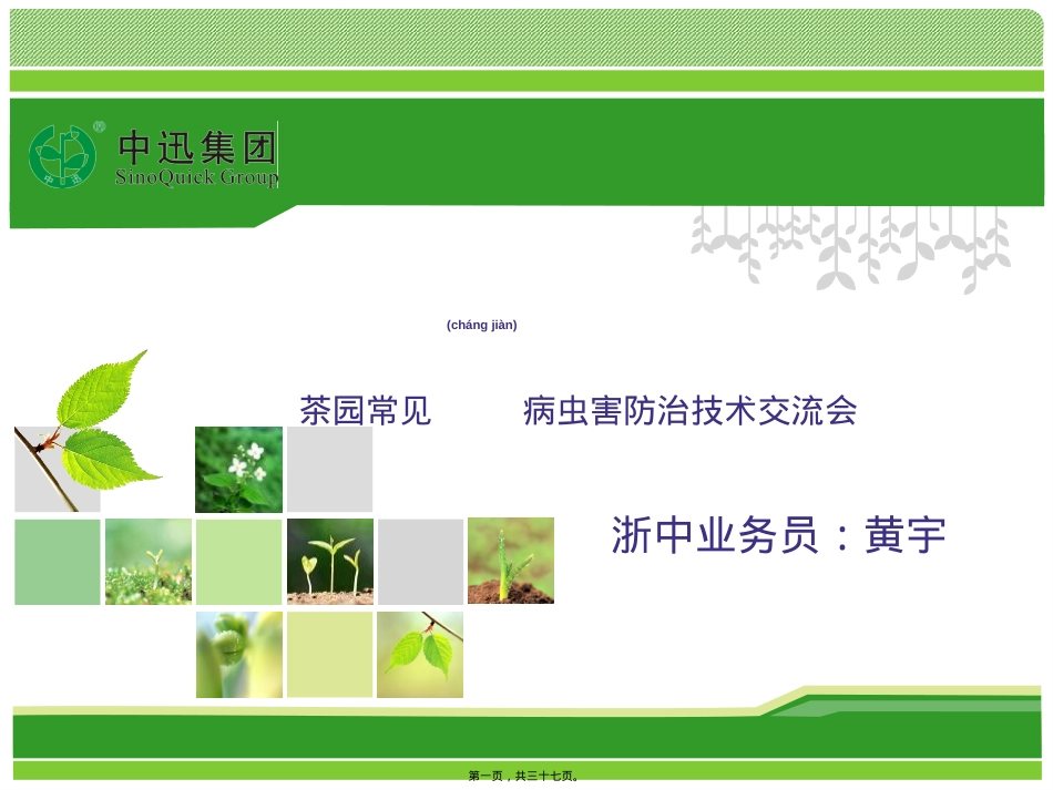 茶叶上常见病虫害汇总.ppt_第1页