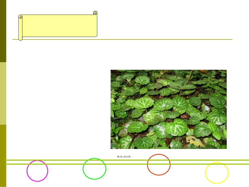 虎耳草科.ppt（大秘书文库）_第2页