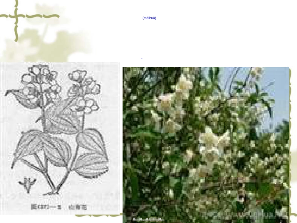 虎耳草科金缕梅科海同科水青树科(精).ppt（大秘书文库）_第1页