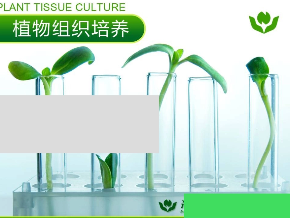 花药培养-(1).ppt（大秘书文库）_第1页