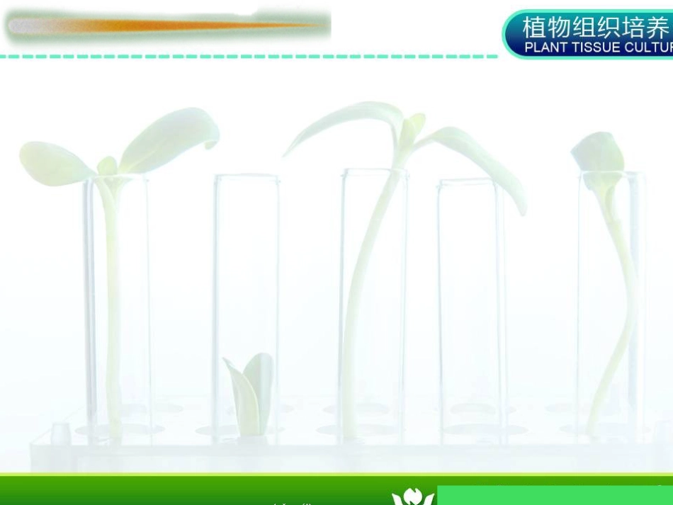 花药培养-(1).ppt（大秘书文库）_第2页