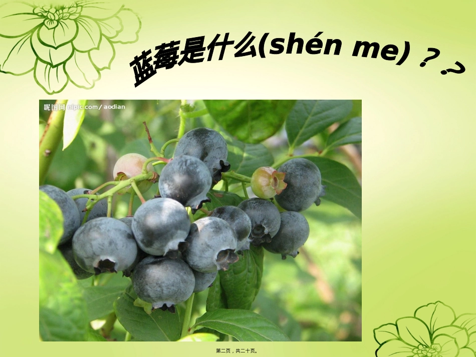 蓝莓的营养与健康.ppt（大秘书文库）_第2页