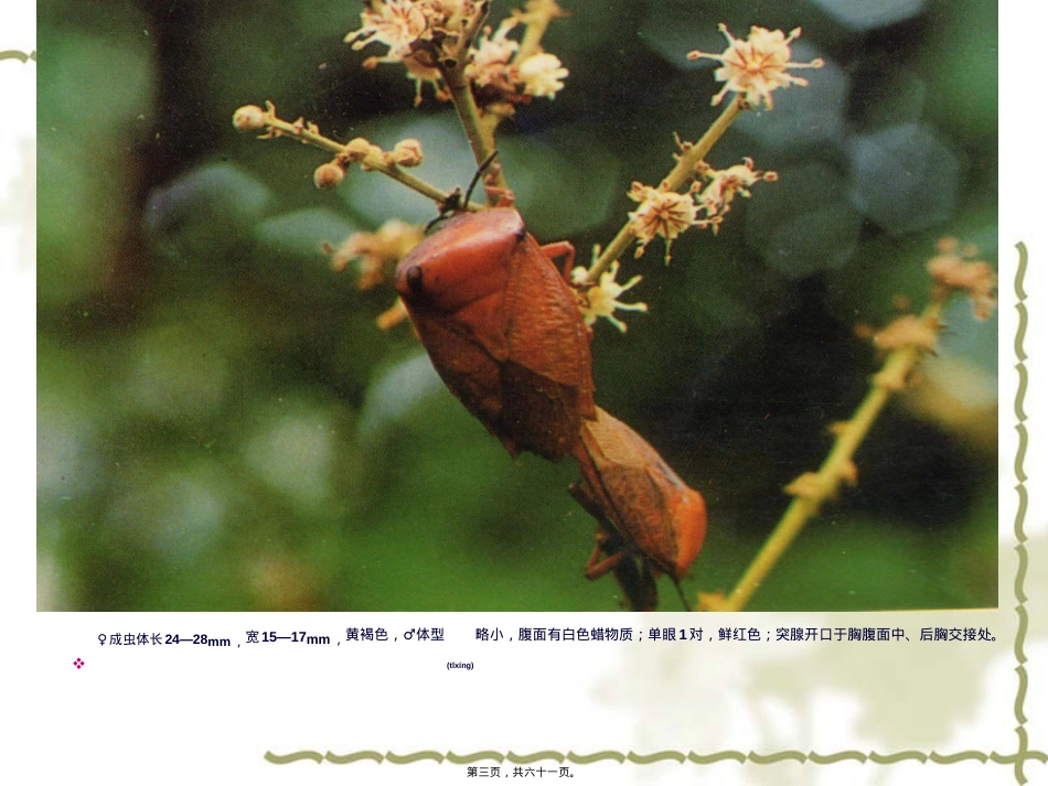 荔枝龙眼害虫.ppt（大秘书文库）_第3页