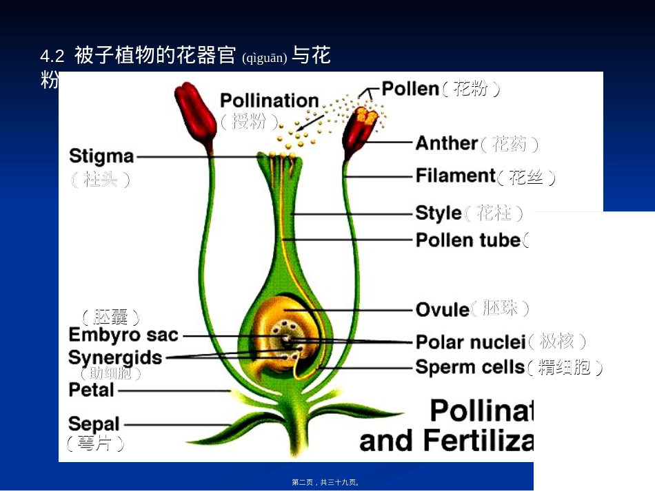 蜜蜂与人类健康.ppt（大秘书文库）_第2页