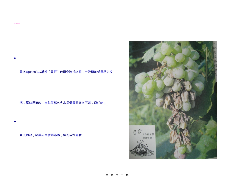 葡萄的主要病害.ppt（大秘书文库）_第2页
