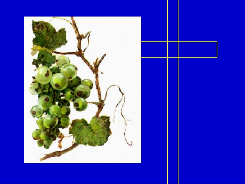 葡萄黑痘病.ppt（大秘书文库）_第2页