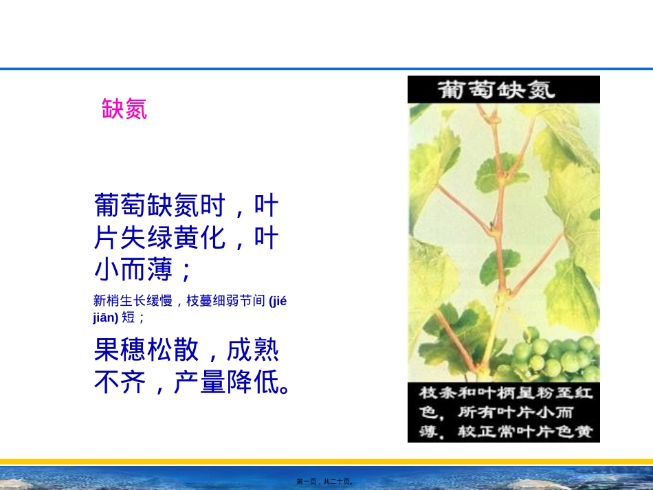 葡萄缺素症.ppt（大秘书文库）_第1页