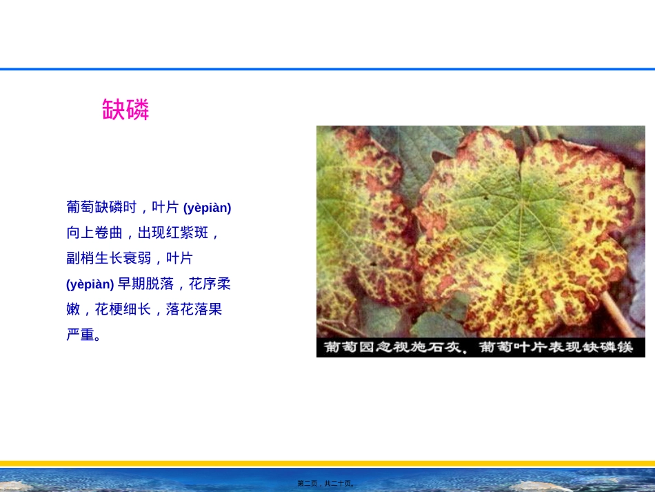 葡萄缺素症.ppt（大秘书文库）_第2页