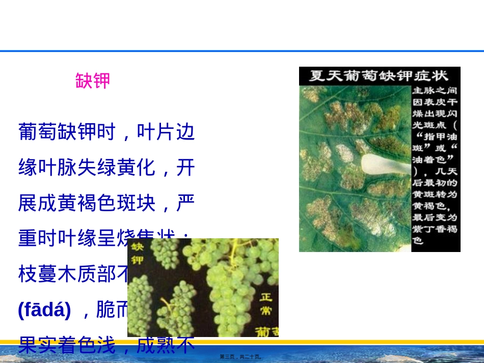 葡萄缺素症.ppt（大秘书文库）_第3页