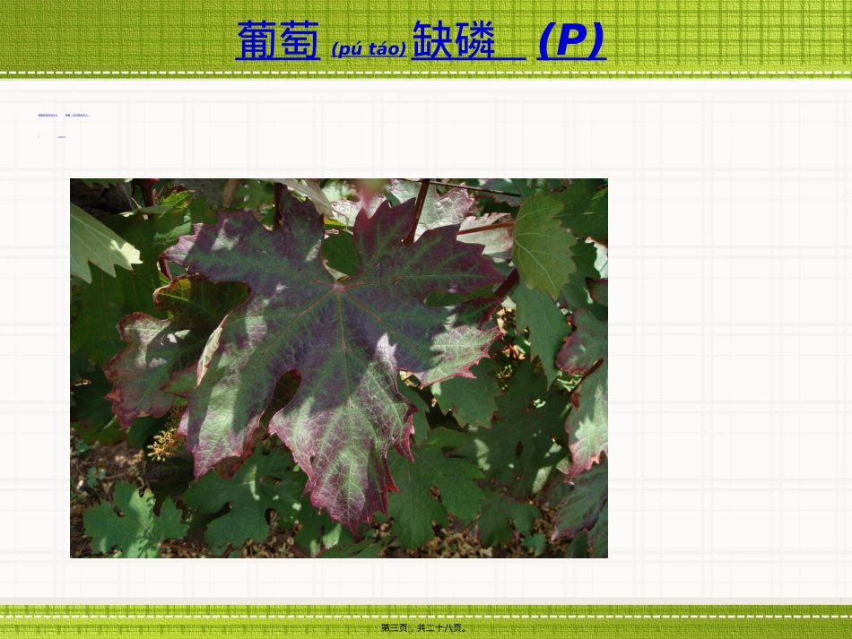 葡萄缺素症状大全...ppt（大秘书文库）_第3页