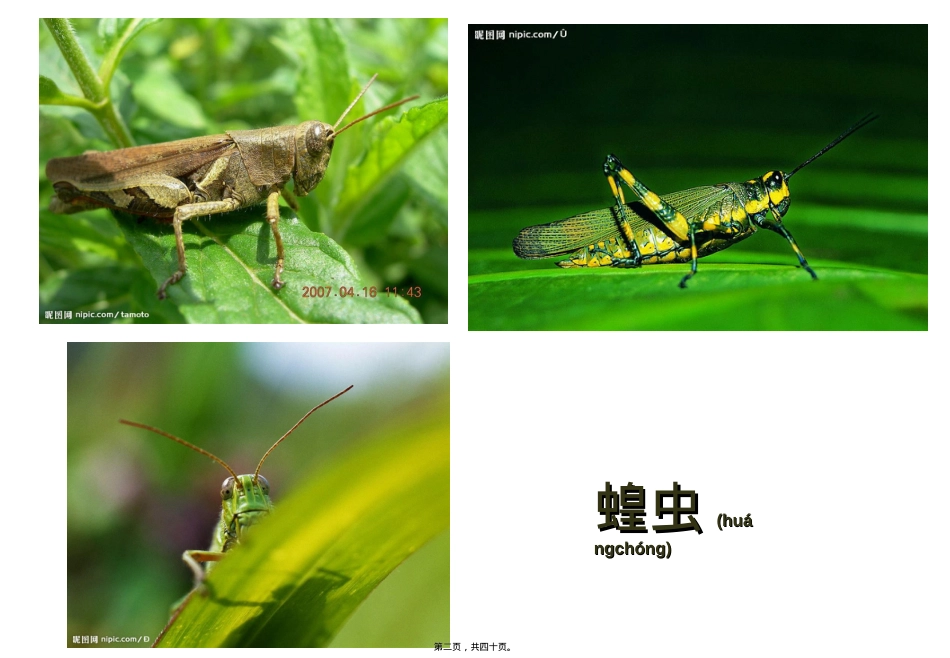 蚯蚓的呼吸是依靠.ppt（大秘书文库）_第2页