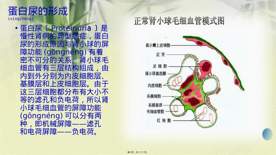 蛋白尿与无症状性蛋白尿.pptx_第3页