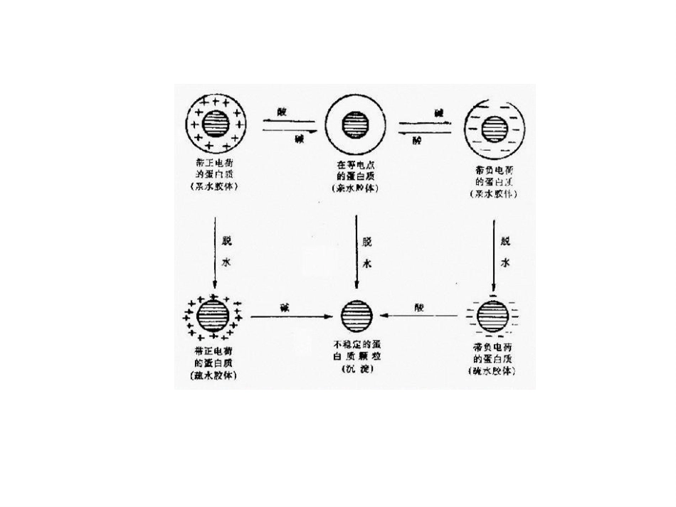 蛋白质的性质与功能.ppt_第3页